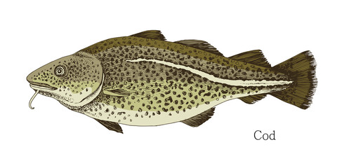 Cod fish hand drawn realistic illustration