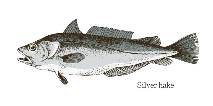 Silver Hake Fish Hand Drawn Realistic Illustration