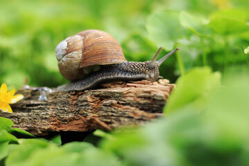 Helix pomatia, also Roman snail, Burgundy snail, terrestrial pulmonate gastropod mollusk from the Helicidae family. Snail in the forest