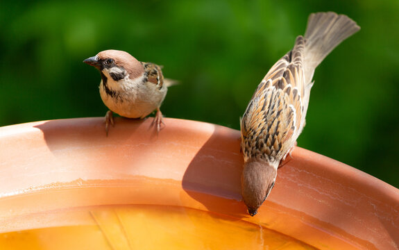 Little birds drinking water. House sparrow