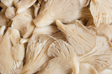 Close-up of a group of freshly washed edible mushrooms ready for cooking. Food and sustainability