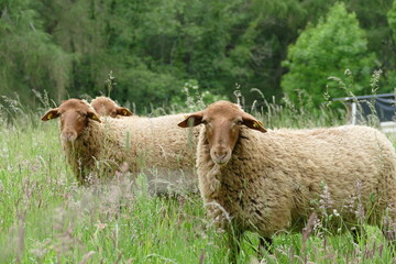 young rams of Coburger Fuchsschaf breed or Coburg Fox sheep a rare breed  of sheep in Germany - obrazy, fototapety, plakaty