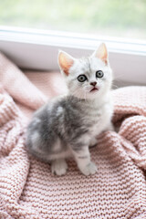 Cute gray and white kitten on a light knitted blanket. Pets. Comfort.