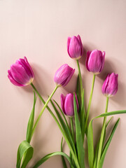Pink tulips on a pink background. Greeting card for mother's day, March 8, happy easter. Place for text.