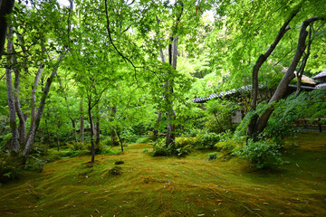 青もみじと苔が美しい京都市奥嵯峨の祇王寺