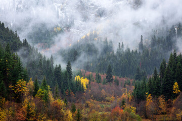 dramatic foggy weather and forest landscape in autumn