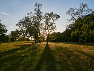 Rogalin wetlands. The most famous oaks in Poland