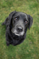 old black labrador retriever dog sitting in grass looking up at the camera