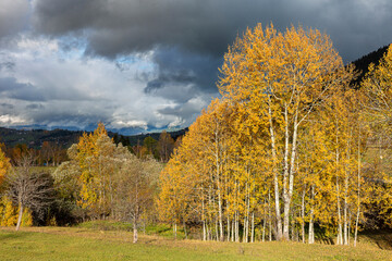 nature image of poplar trees yellowing leaves in autumn