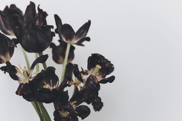 Faded tulips. Withered black flowers bouquet on white background. Floral composition, wallpaper