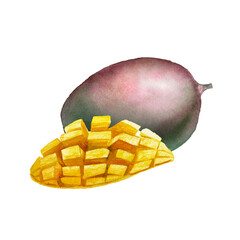 Botanical watercolor illustration of mango fruit