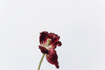 Faded tulip. Withered red flower on white background. Floral composition, wallpaper