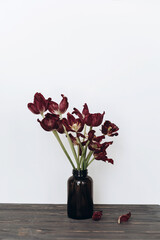Faded tulips. Withered red flowers bouquet on white background. Floral composition