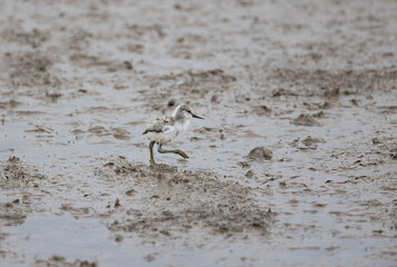 Young Pied Avocet Chick (Recurvirostra avosetta) Feeding on a Muddy Shoreline