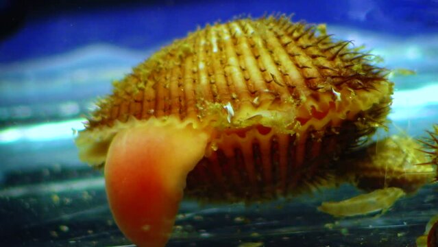 Anadara inaequivalvis - Bivalve mollusk, an invader in the Black Sea, an invasive species