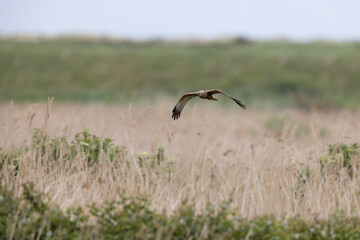 Western Marsh Harrier (Circus aeruginosus) Flying Low over a Reed bed at RSPB Titchwell in Norfolk