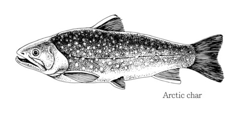 Arctic char fish hand drawn realistic illustration