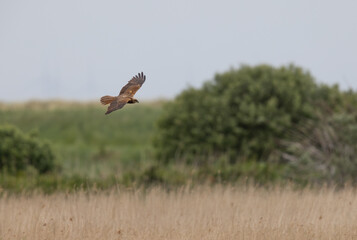 Western Marsh Harrier (Circus aeruginosus) Flying Low over a Reed bed at RSPB Titchwell in Norfolk