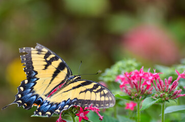 A monarch butterfly fly over the flowers