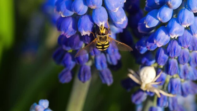 Wasp on a blue flower