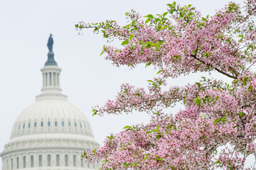 US Capitol and cherry blossoms during springtime - Washington dc united states