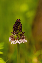 broad leaved marsh orchid flower
