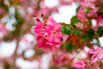 Fototapeta na wymiar Beautiful flowers of an apple tree