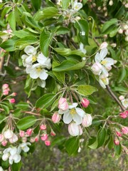 Blooming apple tree, tender flowers blossom