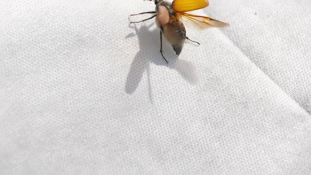 Maybugs flies away, close shot