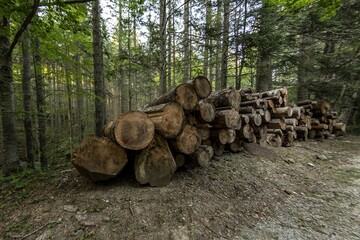 Stack of trunks arranged on the wooded path