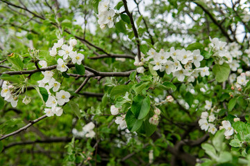 
Flowering in spring - flowers in green leaves