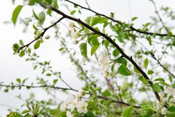 
Flowering in spring - flowers in green leaves