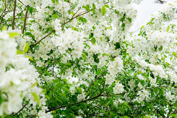 
Flowering in spring - flowers in green leaves