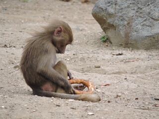 monkey eats pretzel