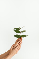 Fototapeta na wymiar Hands of young female dancer holding green eucalyptus plant branch, white background. Environment, ecology, earth protection concept. Fashion minimalism, healthy sport lifestyle. Copy space template.