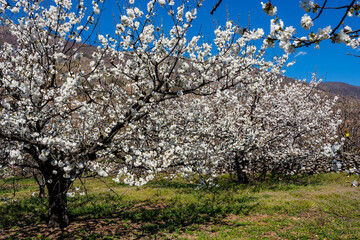 Blossom cherry trees, Jerte, Spain