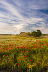 Puppies flowers, spring fields, Spain