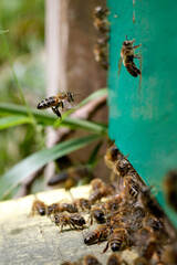 Macro of honeybees in flight carrying pollen to a beehive