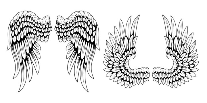 Bird wings isolated on white background. Angel wings. Wings for a tattoo. Design element.
