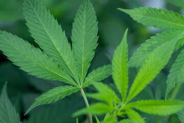 Fototapeta na wymiar cannabis leaf on green background
