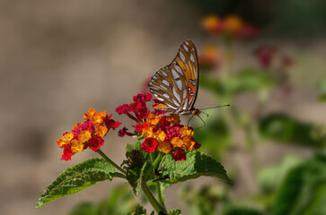 Fototapeta na wymiar Image of a Gulf Fritillary, Agraulis vanillae, butterfly shown feeding on rlantana flower.