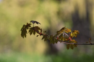 sunlit branch of maple leaves
