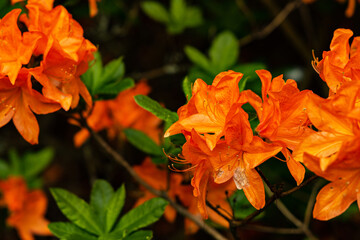 Rhododendron flowers