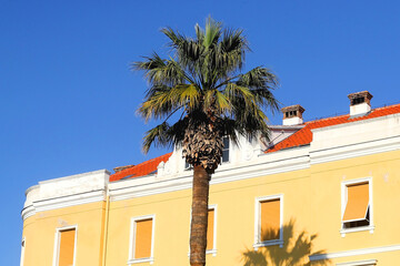 Palm tree and traditional bright yellow building in Split, Croatia.