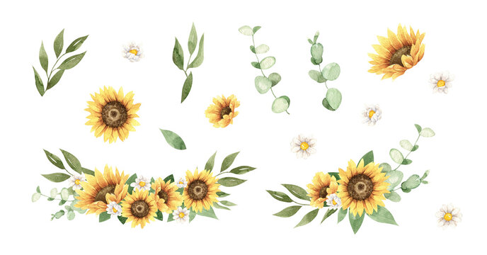 Watercolor sunflowers, eucalyptus, white gentle chamomile clipart, hand painted floral compositions for wedding invitations and greeting cards.