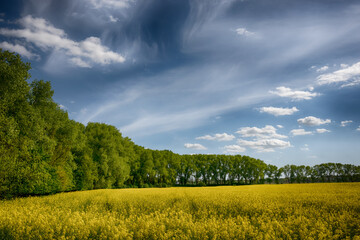 The perfect landscape of fields in a sunny day with perfect clouds in the sky