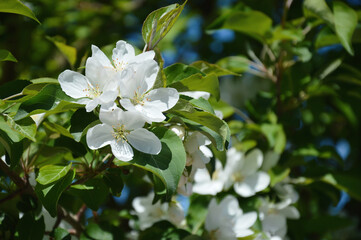 blooming apple tree. white flowers in the city park.