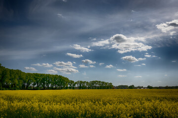 The perfect landscape of fields in a sunny day with perfect clouds in the sky