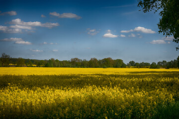 The perfect landscape of fields in a sunny day with perfect clouds in the sky