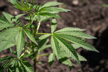 The cannabis plants on the background of the soil. Selective focus.